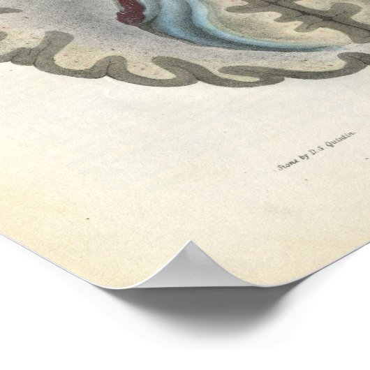 Menselijk brein Sectie Anatomie Print (Hoek)