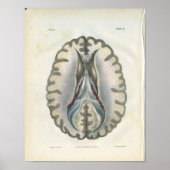 Menselijk brein Sectie Anatomie Print (Voorkant)