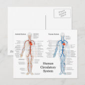Menselijk circuleersysteem voor arteriën en veinen briefkaart (Voorkant / Achterkant)