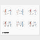 Menselijk circuleersysteem voor arteriën en veinen ronde sticker (Vel)