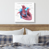 Menselijk hart anatomie uitgerekte canvas print (Insitu (Slaapkamer))