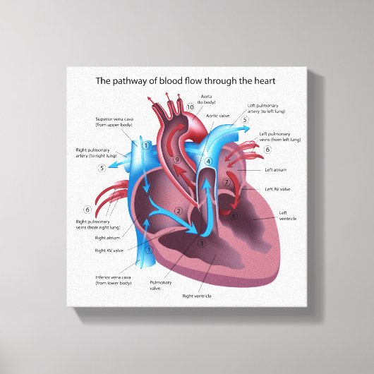 Menselijk hart anatomie uitgerekte canvas print (Voorkant)