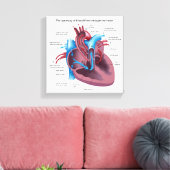 Menselijk hart anatomie uitgerekte canvas print (Insitu (Woonkamer))