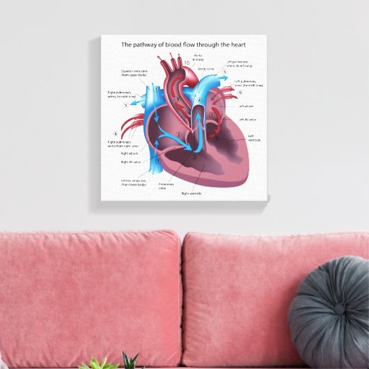 Menselijk hart anatomie uitgerekte canvas print (Insitu (Woonkamer))