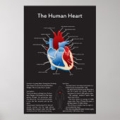 Menselijk hart poster (Voorkant)