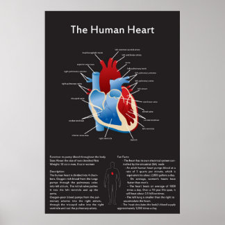 Menselijk hart poster