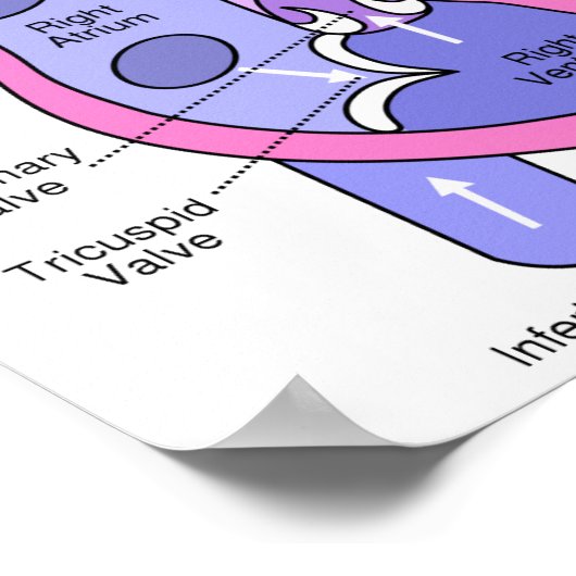 Menselijk hart poster (Hoek)