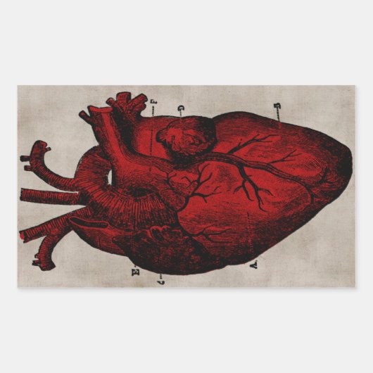 Menselijk hart Sticker (Voorkant)