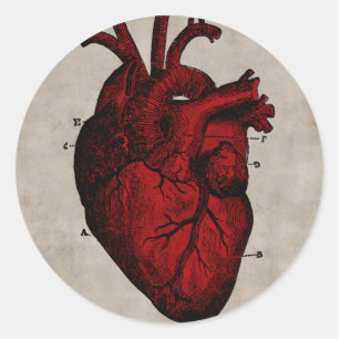 Menselijk hart Sticker