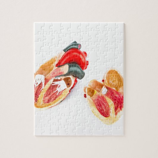 Menselijk hartmodel geïsoleerd op witte achtergron legpuzzel (Verticaal)