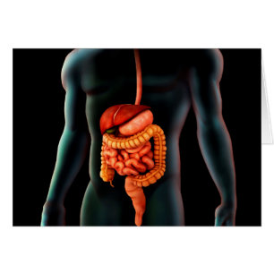 Menselijk lichaam en spijsverteringsstelsel