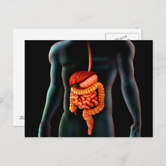 Menselijk lichaam en spijsverteringsstelsel briefkaart (Voorkant / Achterkant)