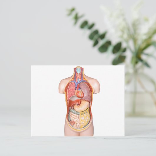 Menselijk lichaamsmodel met organen geïsoleerd op  briefkaart (Staand voorkant)