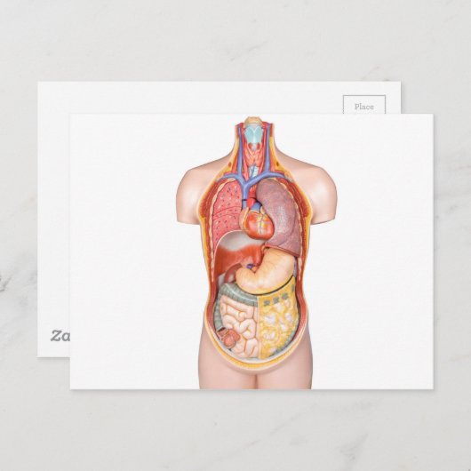 Menselijk lichaamsmodel met organen geïsoleerd op  briefkaart (Voorkant / Achterkant)