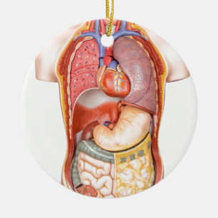 Menselijk lichaamsmodel met organen geïsoleerd op  keramisch ornament