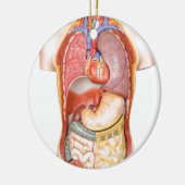 Menselijk lichaamsmodel met organen geïsoleerd op keramisch ornament (Links)