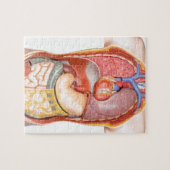 Menselijk lichaamsmodel met organen geïsoleerd op legpuzzel (Horizontaal)