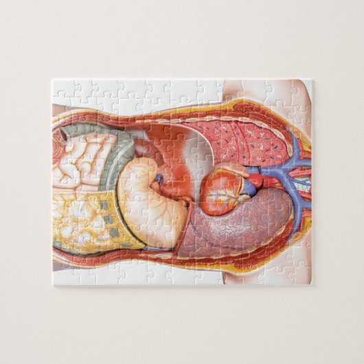 Menselijk lichaamsmodel met organen geïsoleerd op legpuzzel (Horizontaal)