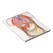 Menselijk lichaamsmodel met organen geïsoleerd op  notitieblok (Schuin)