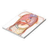 Menselijk lichaamsmodel met organen geïsoleerd op  notitieblok (Linkerzijde)