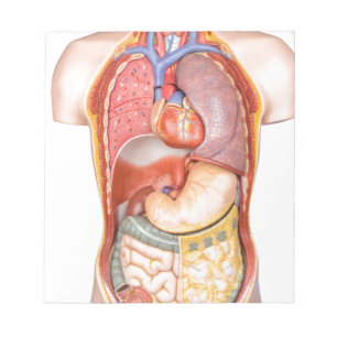Menselijk lichaamsmodel met organen geïsoleerd op  notitieblok