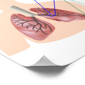 Menselijk longanatomie en functioneel Poster (Hoek)