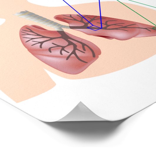 Menselijk longanatomie en functioneel Poster (Hoek)