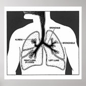 Menselijk Lungs Medisch Diagram Poster (Voorkant)