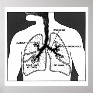 Menselijk Lungs Medisch Diagram Poster