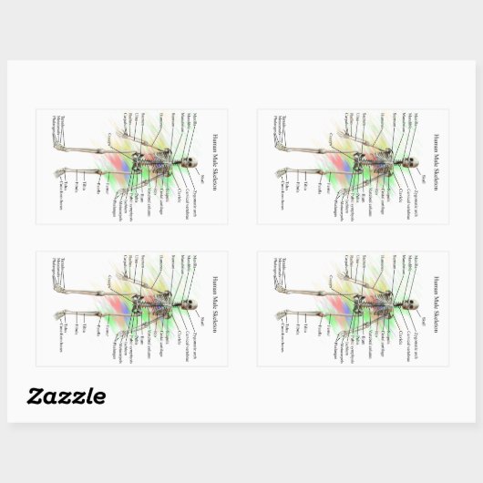 Menselijk mannelijk skelet stickers (Vel)