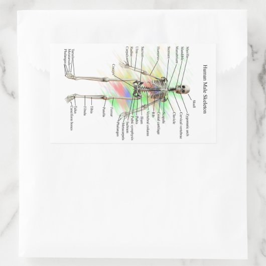 Menselijk mannelijk skelet stickers (Tas)