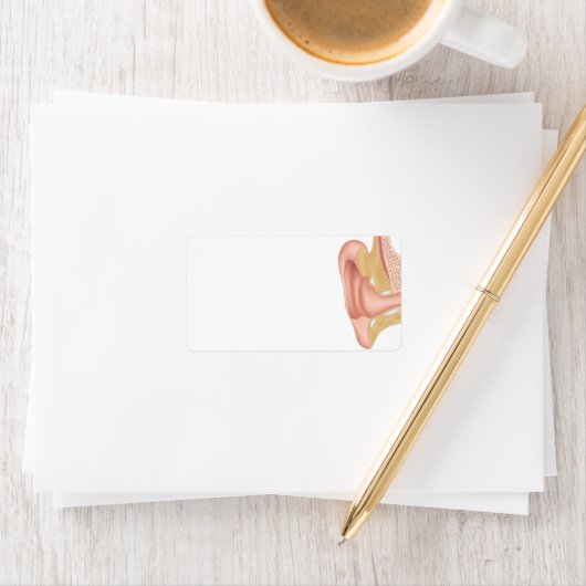 Menselijk oor anatomie blanco label (Insitu)