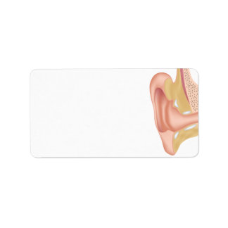 Menselijk oor anatomie blanco label