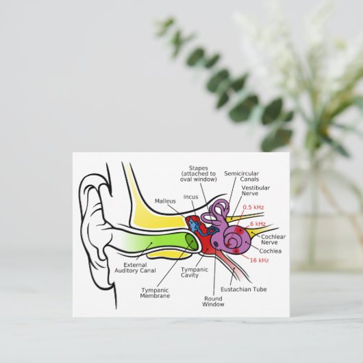 Menselijk oordiagram met cochleaire frequentietoew briefkaart (Staand voorkant)