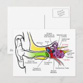 Menselijk oordiagram met cochleaire frequentietoew briefkaart (Voorkant / Achterkant)