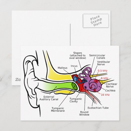 Menselijk oordiagram met cochleaire frequentietoew briefkaart (Voorkant / Achterkant)