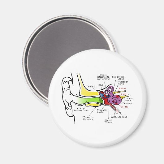 Menselijk oordiagram met cochleaire frequentietoew magneet (Voorkant / Achterkant)