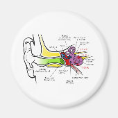 Menselijk oordiagram met cochleaire frequentietoew magneet (Voorkant)