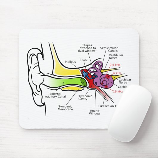 Menselijk oordiagram met cochleaire frequentietoew muismat (Met muis)