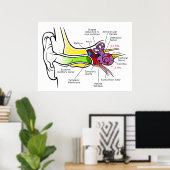Menselijk oordiagram met cochleaire frequentietoew poster (Thuiskantoor)