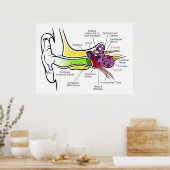 Menselijk oordiagram met cochleaire frequentietoew poster (Keuken)