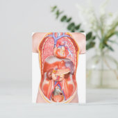 Menselijk schildkliermodel met organen briefkaart (Staand voorkant)