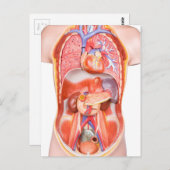 Menselijk schildkliermodel met organen briefkaart (Voorkant / Achterkant)