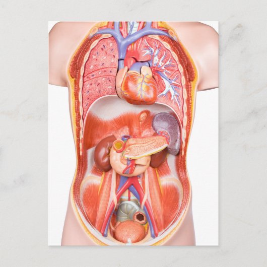 Menselijk schildkliermodel met organen briefkaart (Voorkant)