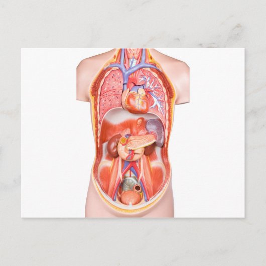 Menselijk schildkliermodel met organen briefkaart (Voorkant)