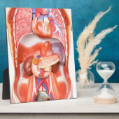 Menselijk schildkliermodel met organen fotoplaat (Zijkant)