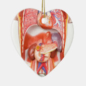 Menselijk schildkliermodel met organen keramisch ornament (Rechts)