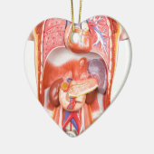 Menselijk schildkliermodel met organen keramisch ornament (Links)