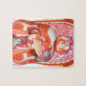 Menselijk schildkliermodel met organen legpuzzel (Horizontaal)