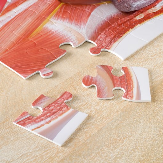 Menselijk schildkliermodel met organen legpuzzel (Zijkant)